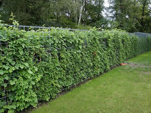 gabion ako živý plot
